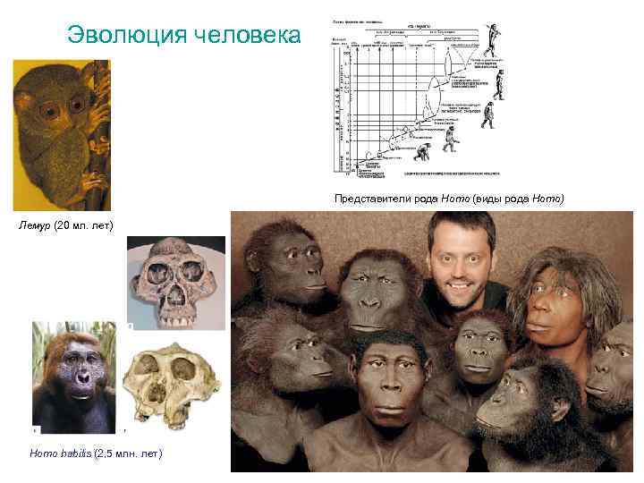 Эволюция человека Представители рода Homo (виды рода Homo) Лемур (20 мл. лет) Homo habilis