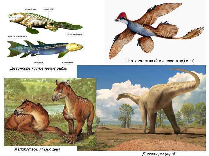Четырехкрылый микрораптор (мел) Девонские кистеперые рыбы Халикотерии ( миоцен) Динозавры (юра) 