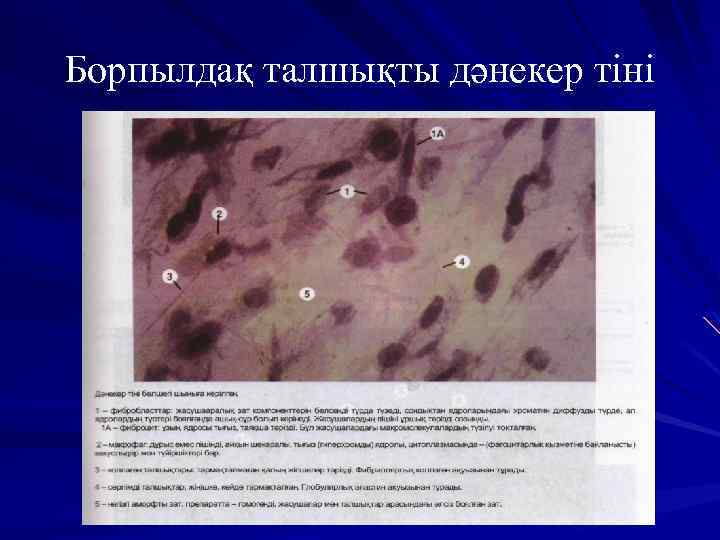 Борпылдақ талшықты дәнекер тіні 