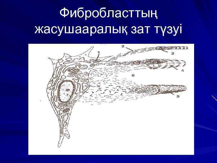 Фибробласттың жасушааралық зат түзуі 
