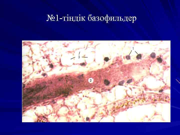 № 1 -тіндік базофильдер 