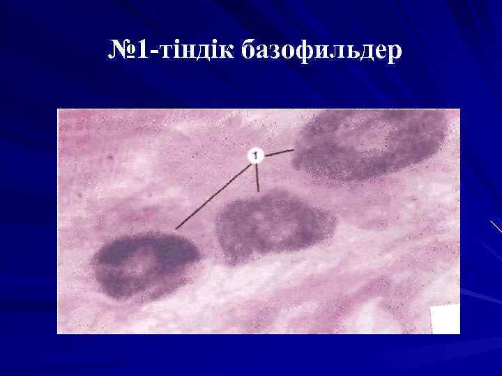 № 1 -тіндік базофильдер 