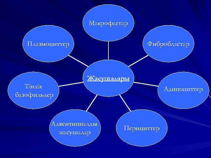 Макрофагтар Фибробластар Плазмоциттер Жасушалары Тіндік базофильдер Адвентициалды жасушалар Адипоциттер Перициттер 