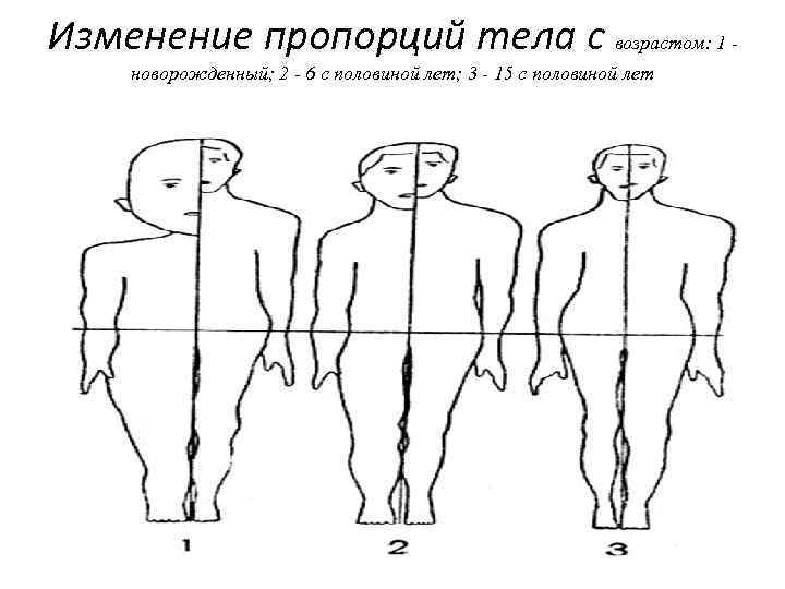 Изменение соотношения. Возрастные изменения пропорций тела. Изменение пропорции с возрастом. Изменение пропорций тела человека. Изменение пропорций тела человека с возрастом.