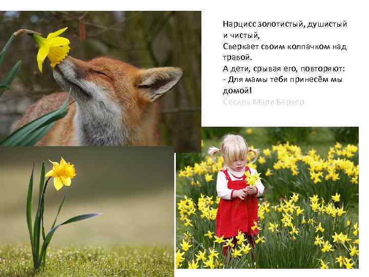 Нарцисс золотистый, душистый и чистый, Сверкает своим колпачком над травой. А дети, срывая его,