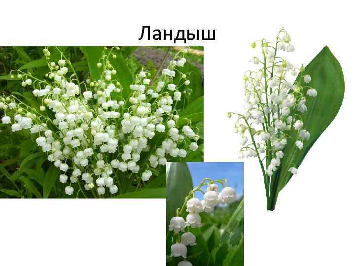 Ландыш 