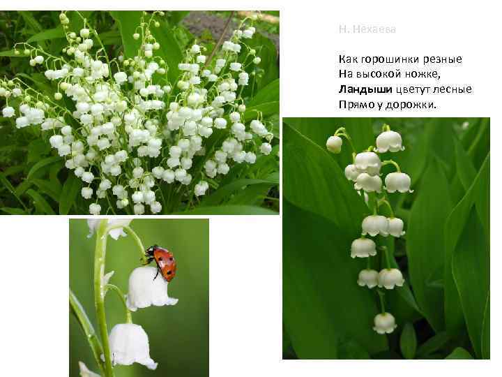 Н. Нехаева Как горошинки резные На высокой ножке, Ландыши цветут лесные Прямо у дорожки.