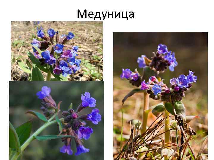 Медуница 