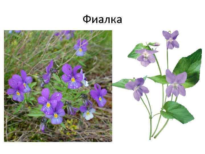 Фиалка 