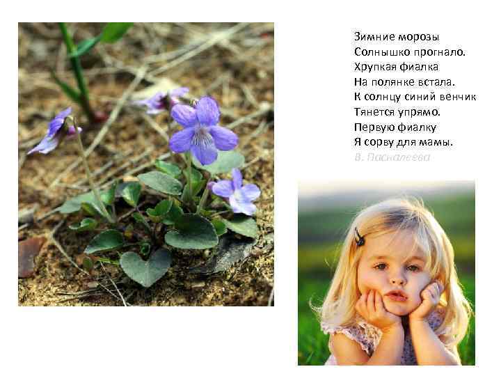 Зимние морозы Солнышко прогнало. Хрупкая фиалка На полянке встала. К солнцу синий венчик Тянется