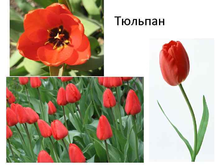  Тюльпан 