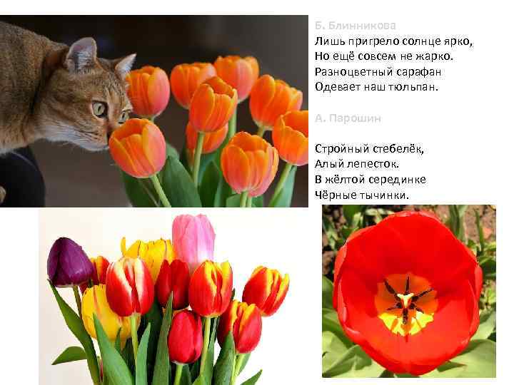 Б. Блинникова Лишь пригрело солнце ярко, Но ещё совсем не жарко. Разноцветный сарафан Одевает