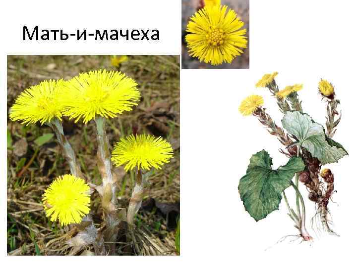 Мать-и-мачеха 