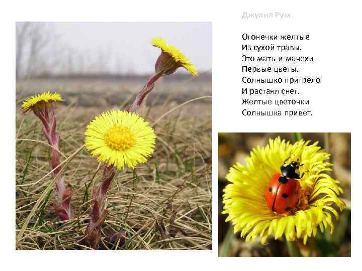 Джулия Рум Огонечки желтые Из сухой травы. Это мать-и-мачехи Первые цветы. Солнышко пригрело И