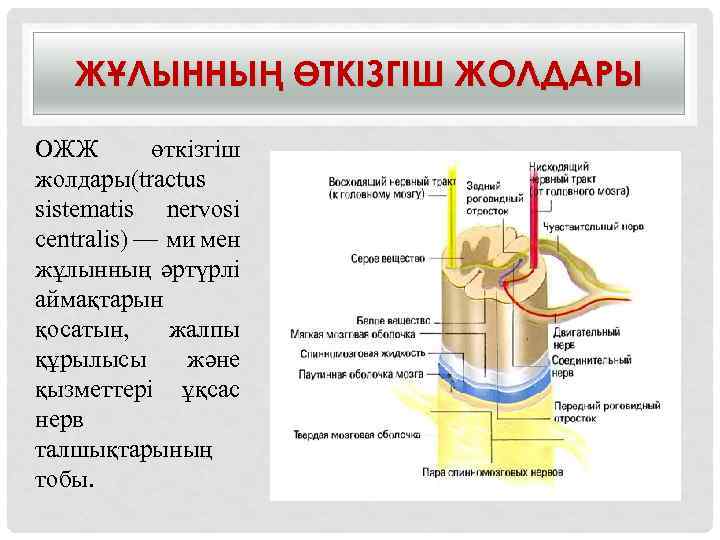 ЖҰЛЫННЫҢ ӨТКІЗГІШ ЖОЛДАРЫ ОЖЖ өткізгіш жолдары(tractus sistematis nervosi centralis) — ми мен жұлынның әртүрлі
