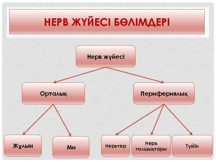 НЕРВ ЖҮЙЕСІ БӨЛІМДЕРІ Нерв жүйесі Орталық Жұлын Ми Перифериялық Нервтер Нерв талшықтары Түйін 