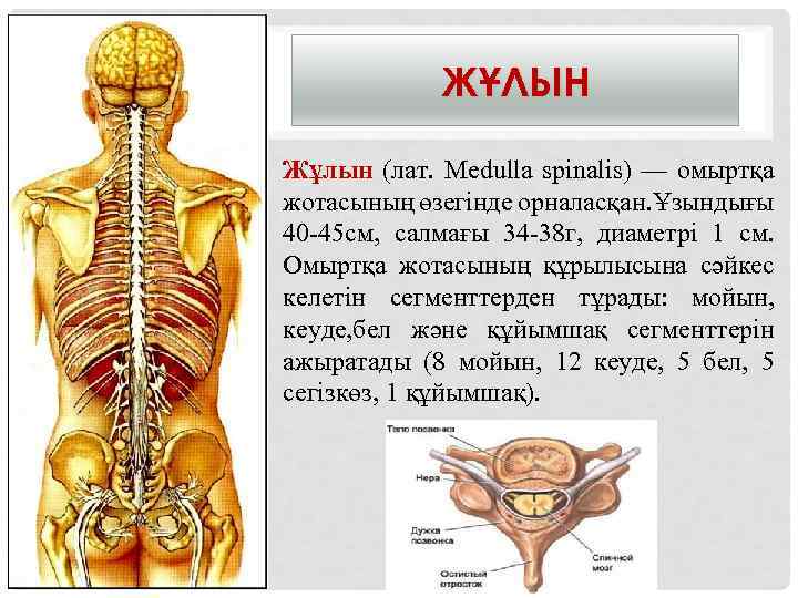 Орта атлант жотасының су бетіне шыққан бөлігі