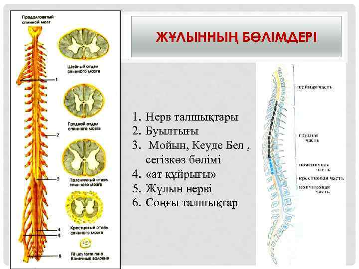 ЖҰЛЫННЫҢ БӨЛІМДЕРІ 1. Нерв талшықтары 2. Буылтығы 3. Мойын, Кеуде Бел , сегізкөз бөлімі