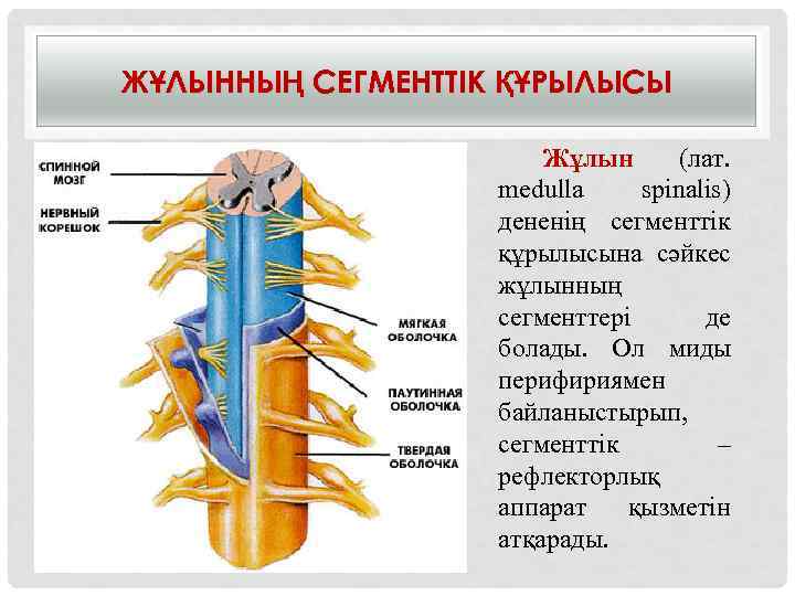 ЖҰЛЫННЫҢ СЕГМЕНТТІК ҚҰРЫЛЫСЫ Жұлын (лат. medulla spinalis) дененің сегменттік құрылысына сәйкес жұлынның сегменттері де