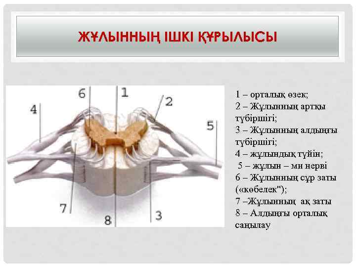 ЖҰЛЫННЫҢ ІШКІ ҚҰРЫЛЫСЫ 1 – орталық өзек; 2 – Жұлынның артқы түбіршігі; 3 –