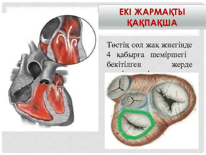 ЕКІ ЖАРМАҚТЫ ҚАҚПАҚША • . Төстің сол жақ жиегінде 4 қабырға шеміршегі бекітілген жерде