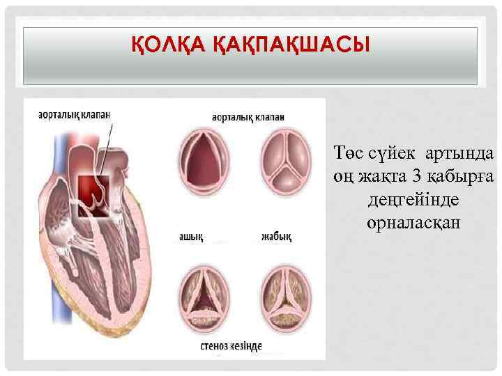 ҚОЛҚА ҚАҚПАҚШАСЫ Төс сүйек артында оң жақта 3 қабырға деңгейінде орналасқан 