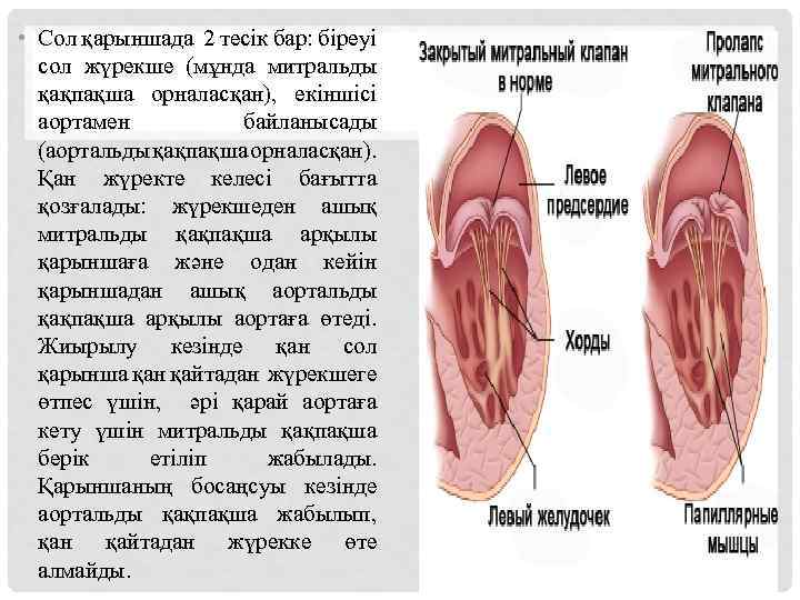  • Сол қарыншада 2 тесік бар: біреуі сол жүрекше (мұнда митральды қақпақша орналасқан),