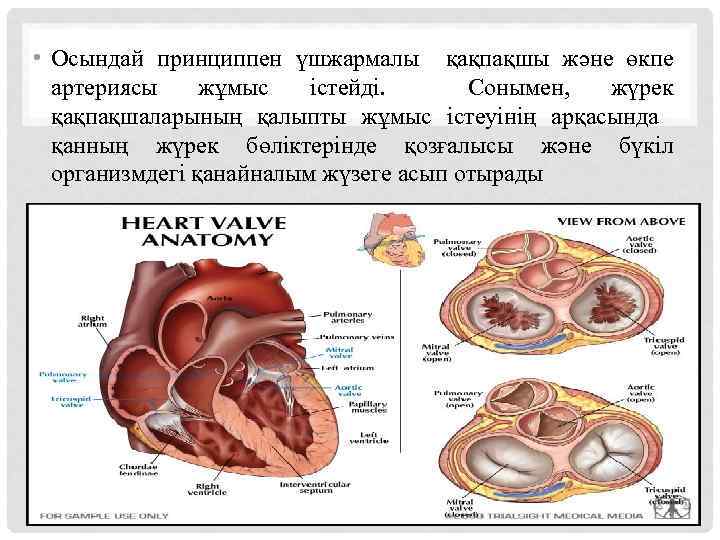  • Осындай принциппен үшжармалы қақпақшы және өкпе артериясы жұмыс істейді. Сонымен, жүрек қақпақшаларының