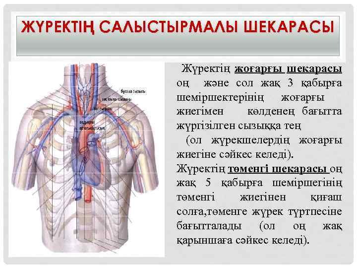 ЖҮРЕКТІҢ САЛЫСТЫРМАЛЫ ШЕКАРАСЫ Жүректің жоғарғы шекарасы оң және сол жақ 3 қабырға шеміршектерінің жоғарғы