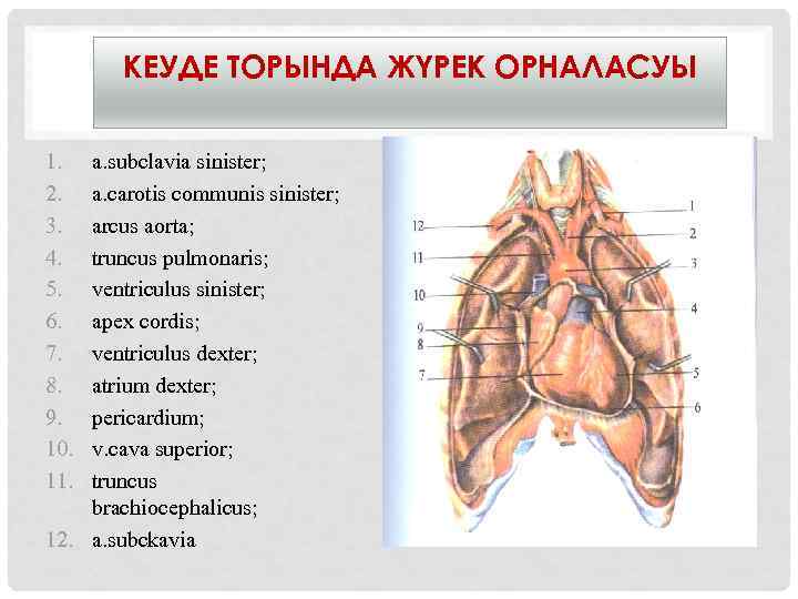 КЕУДЕ ТОРЫНДА ЖҮРЕК ОРНАЛАСУЫ 1. 2. 3. 4. 5. 6. 7. 8. 9. 10.