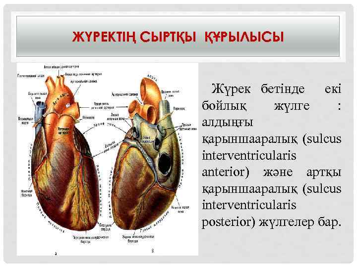 ЖҮРЕКТІҢ СЫРТҚЫ ҚҰРЫЛЫСЫ Жүрек бетінде екі бойлық жүлге : алдыңғы қарыншааралық (sulcus interventricularis anterior)