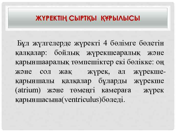 ЖҮРЕКТІҢ СЫРТҚЫ ҚҰРЫЛЫСЫ Бұл жүлгелерде жүректі 4 бөлімге бөлетін қалқалар: бойлық жүрекшеаралық және қарыншааралық