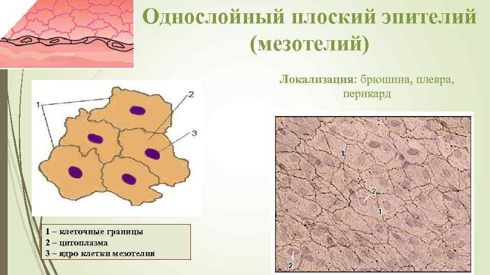 Мезотелий сальника препарат гистология