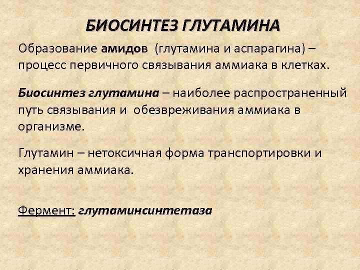 БИОСИНТЕЗ ГЛУТАМИНА Образование амидов (глутамина и аспарагина) – процесс первичного связывания аммиака в клетках.