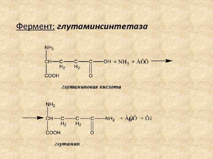 Фермент: глутаминсинтетаза D 