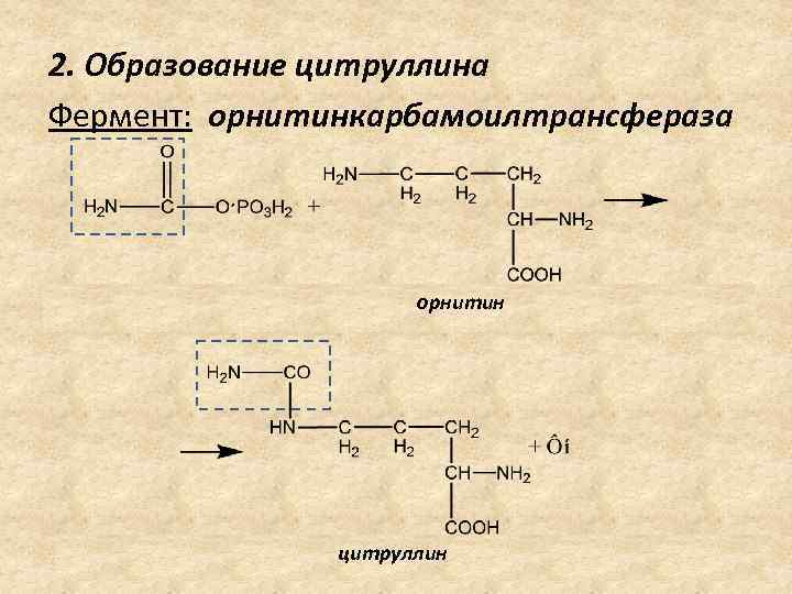  2. Образование цитруллина Фермент: орнитинкарбамоилтрансфераза орнитин цитруллин 