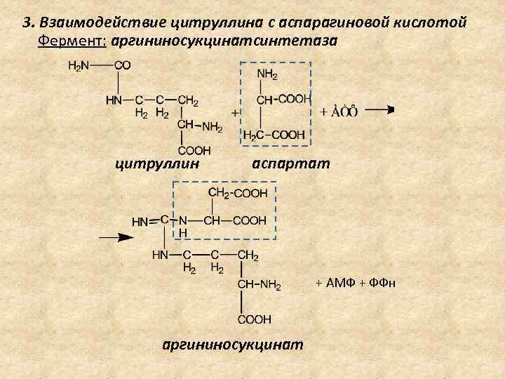 3. Взаимодействие цитруллина с аспарагиновой кислотой Фермент: аргининосукцинатсинтетаза цитруллин аспартат + АМФ +