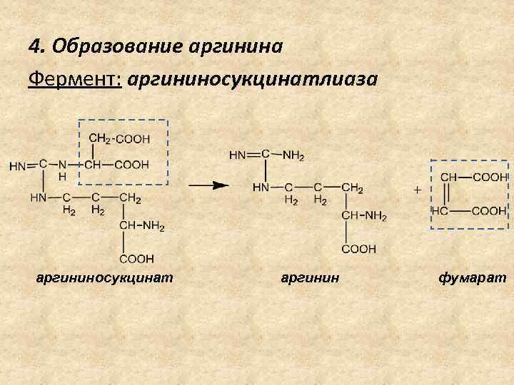 4. Образование аргинина Фермент: аргининосукцинатлиаза аргининосукцинат аргинин фумарат 
