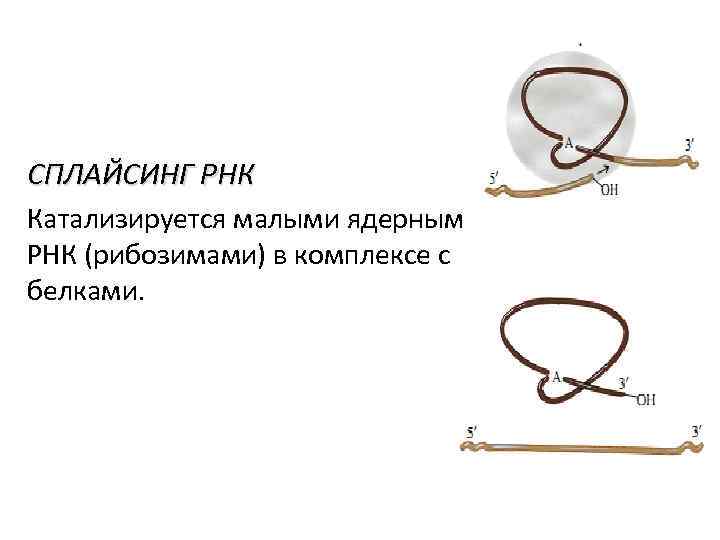 СПЛАЙСИНГ РНК Катализируется малыми ядерными РНК (рибозимами) в комплексе с белками. 