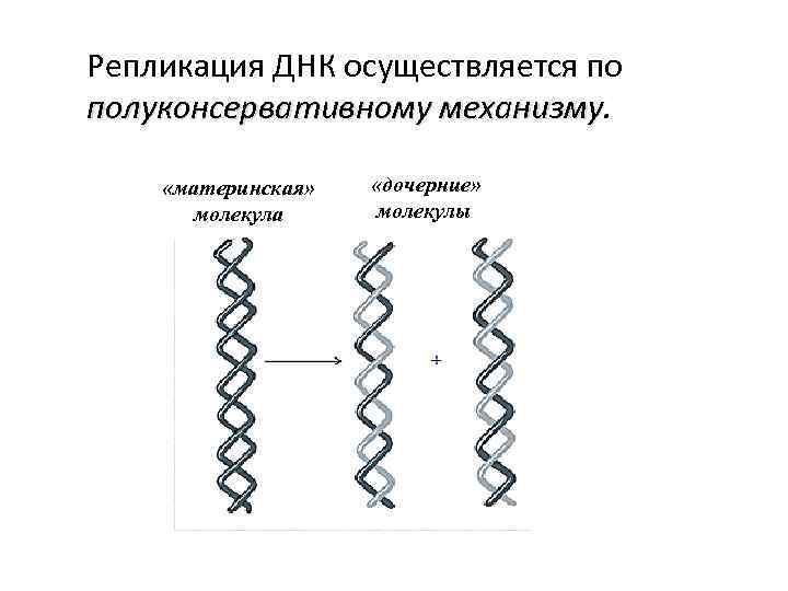 Механизм полуконсервативной репликации