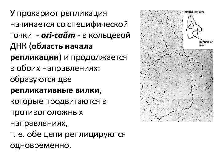 У прокариот репликация начинается со специфической точки - ori-сайт - в кольцевой сайт ДНК