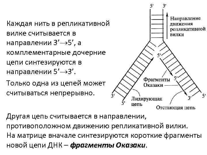 Схема репликативной вилки