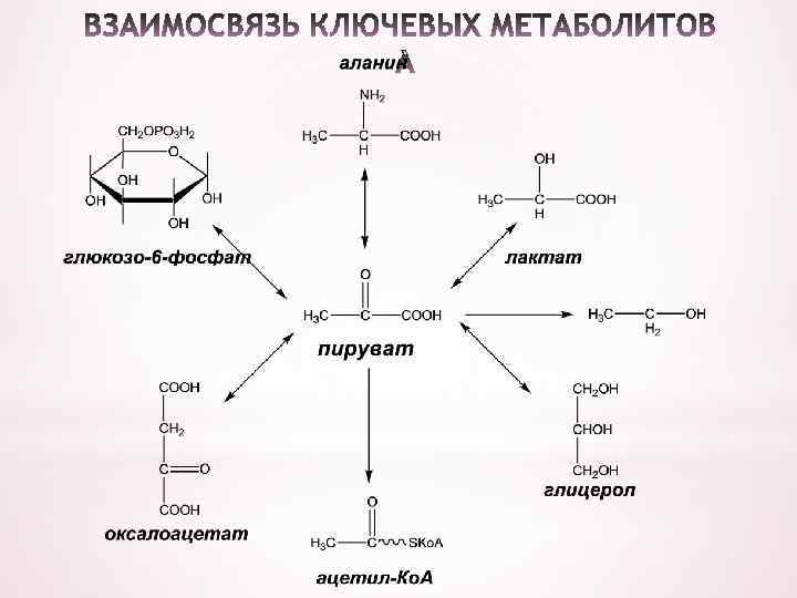 Обмен пвк. Центральные метаболиты обмена веществ биохимия. Формулы ключевых метаболитов биохимия. Схема центральных метаболических путей биохимия. Узловые метаболиты пируват.