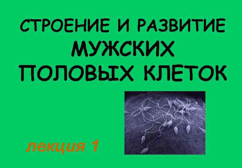 СТРОЕНИЕ И РАЗВИТИЕ МУЖСКИХ ПОЛОВЫХ КЛЕТОК лекция 1 