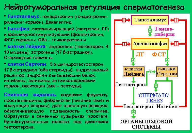 Нейрогуморальная регуляция сперматогенеза • Гипоталамус: гонадотропин (гонадотропинрилизинг-гормон). Декапептид. • Гипофиз: лютеинизирующий (лютропин, ЛГ) и