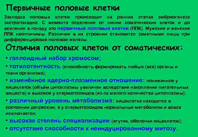 Первичные половые клетки Закладка половых клеток происходит на ранних этапах эмбриогенеза экстрагонадно. С момента