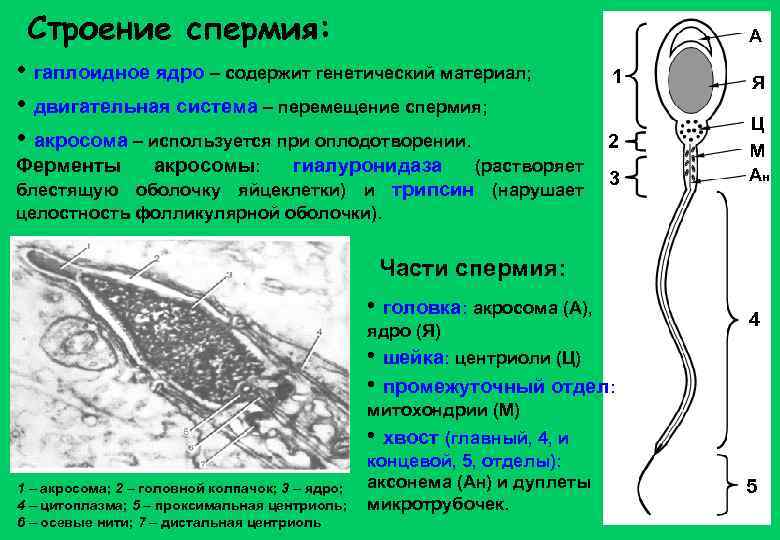 Строение спермия: А • гаплоидное ядро – содержит генетический материал; • двигательная система –