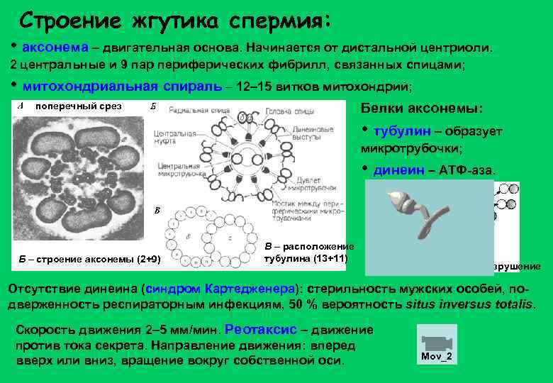 Строение жгутика спермия: • аксонема – двигательная основа. Начинается от дистальной центриоли. 2 центральные