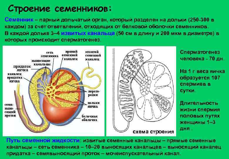 Строение семенников: Семенник – парный дольчатый орган, который разделен на дольки (250 -300 в