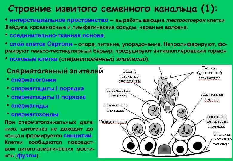 Строение извитого семенного канальца (1): • интерстициальное пространство – вырабатывающие тестостерон клетки Лейдига, кровеносные